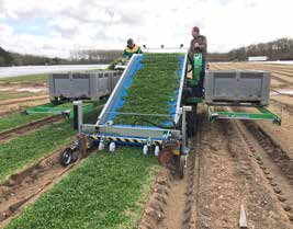 SLIDE CRAB VALERIANA raccoglitrice per coltura con radice
