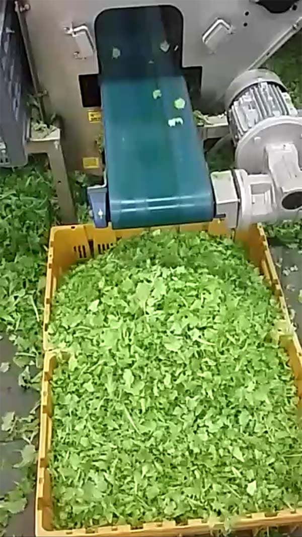 SHAKER STATION: pulizia di lattughino, rucola e spinacino