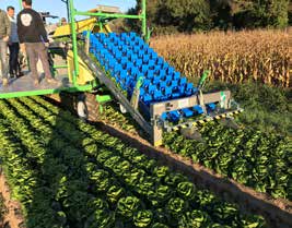 SLIDE ENDIVIA raccoglitrice per colture a cespo