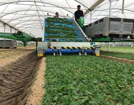 SLIDE CRAB VALERIANA raccoglitrice per coltura con radice