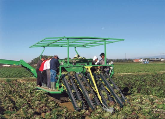 RAPID raccoglitrice prodotti a cespo, lattuga, radicchio