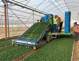 SLIDE TRAX VALERIANA raccoglitrice per valeriana