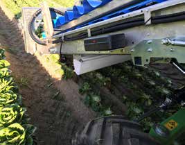 SLIDE ENDIVIA raccoglitrice per colture a cespo